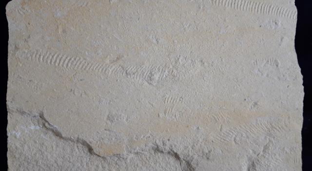 Rollspuren mehrer Ammoniten (Perisphinctes) - Bild &copy; FossNet FossilienStore